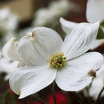 white dogwood trees