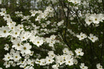 White Dogwood Trees