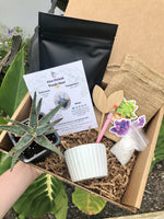 Succulent Gift Box - Variation's Available! Select your box Aloe, Cacti, Succulent, String Plants - Planting Kit with Goodies! FREE 2 DAY SHIPPING!!