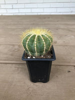 Notocactus magnificus "Balloon Cactus" - 2.5"