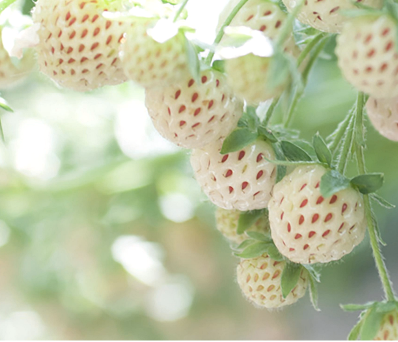 Carolina Pineberry Strawberry Plants