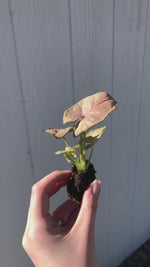 Syngonium 'Pink Neon' - Starter Plant