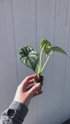 Alocasia 'Dragon Scale' - Starter Plant