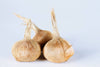 Saffron Crocus Bulbs - Crocus Sativus -Buy 4 Get 1 Free - Non GMO - Free Shipping!