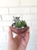 DIY Succulent Bonsai Kit - Birthday, Holiday, Team Building Activity - 2.5" Ceramic Pot w/ Succulents & Cactus