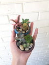 DIY Succulent Bonsai Kit - Birthday, Holiday, Team Building Activity - 2.5" Ceramic Pot w/ Succulents & Cactus