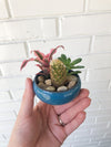 DIY Succulent Bonsai Kit - Birthday, Holiday, Team Building Activity - 2.5" Ceramic Pot w/ Succulents & Cactus