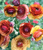 Ranunculus Cafe Bulbs