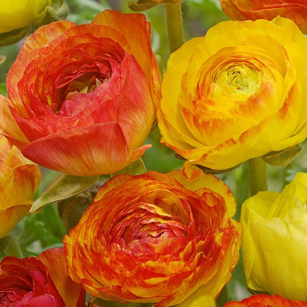Ranunculus Aviv Picotee Orange Bulbs – Hand Picked Nursery