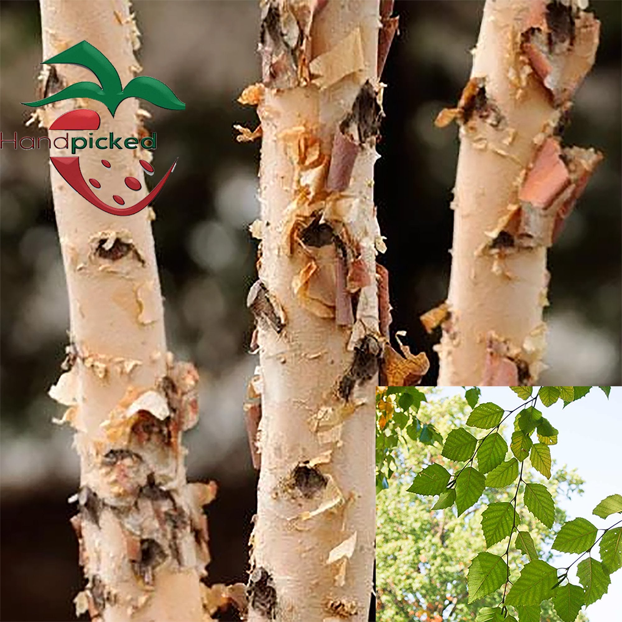 River Birch Tree 2 to 3 feet ***Pre-sale – Hand Picked Nursery