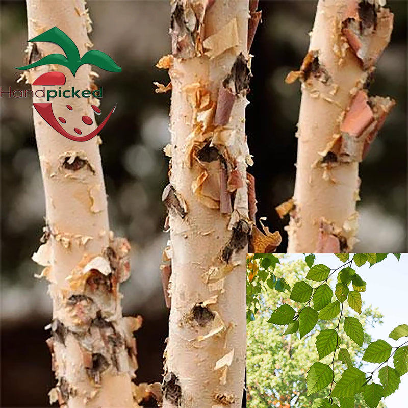 River Birch Tree 2 to 3 feet ***Pre-sale