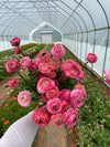 Ranunculus Aviv Rose - Hand Picked Nursery