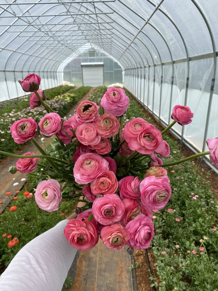 Blue Ranunculus Bulbs Ranunculus Bulbs – Hand Picked Nursery
