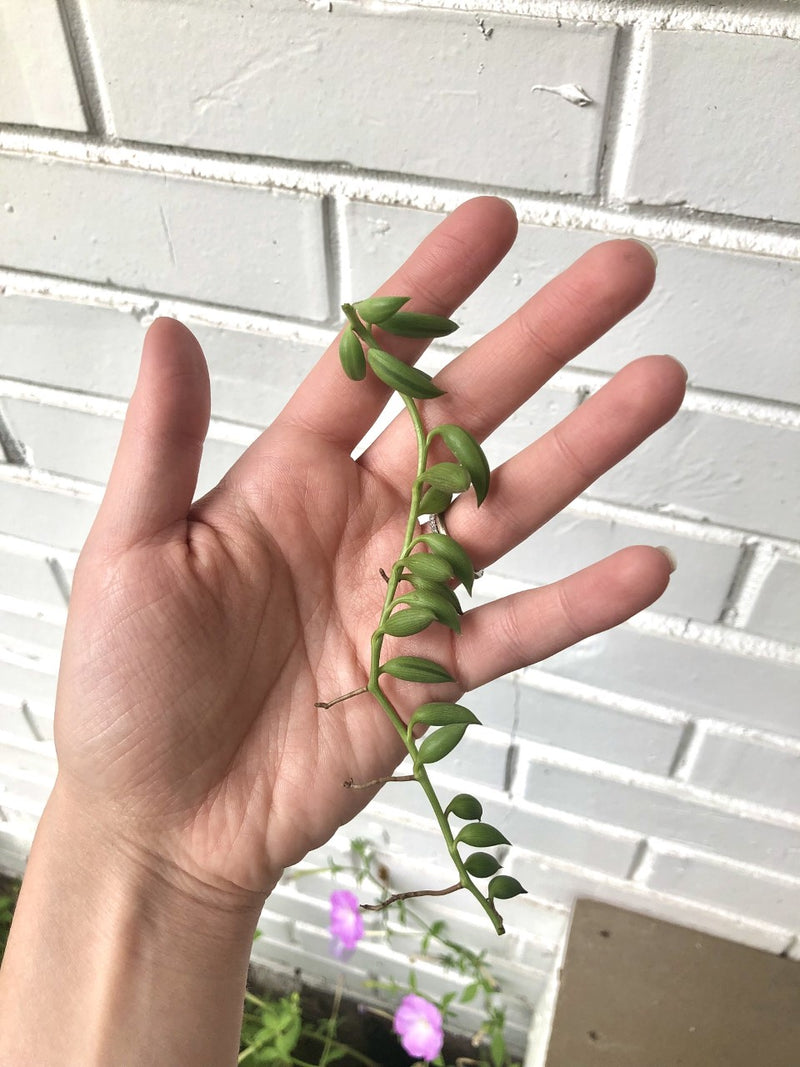 String Succulent Cuttings - 5 Assorted Varieties