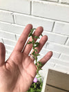 String Succulent Cuttings - 5 Assorted Varieties