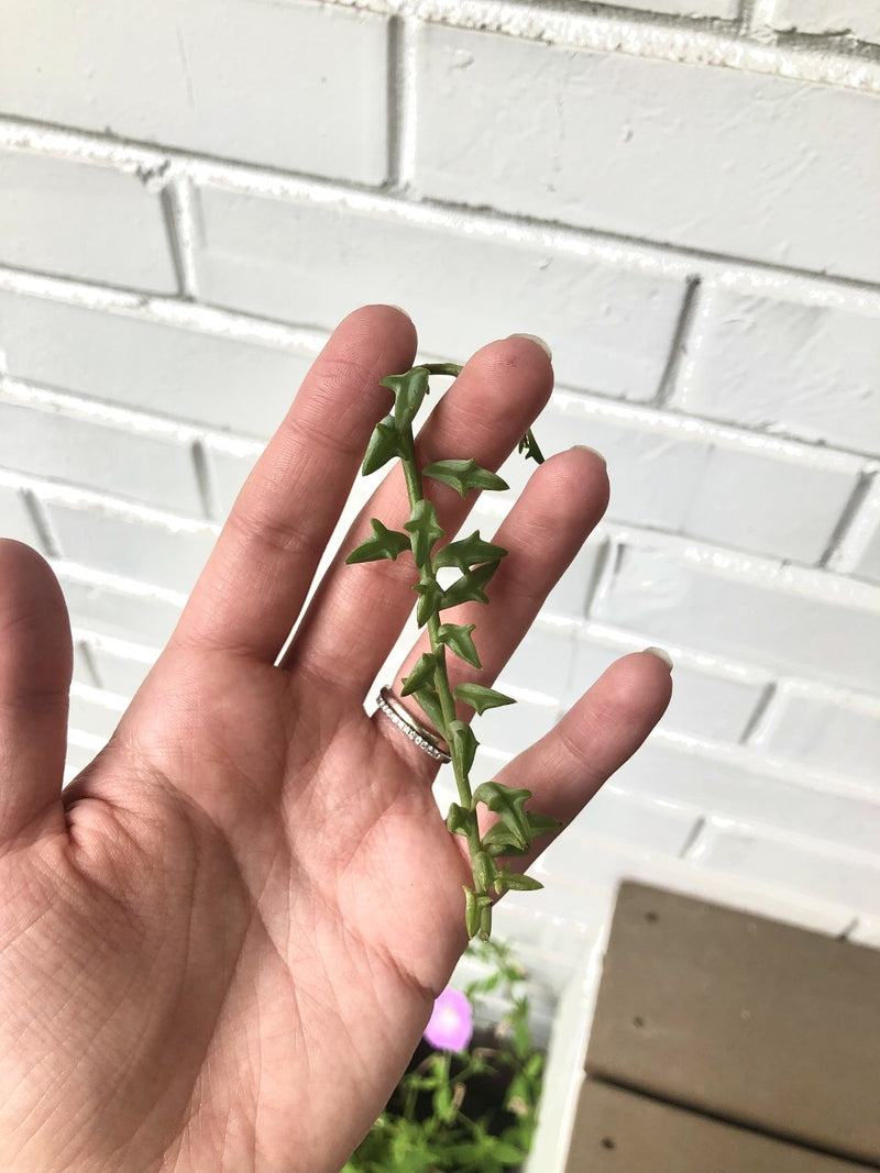 String Succulent Cuttings - 5 Assorted Varieties