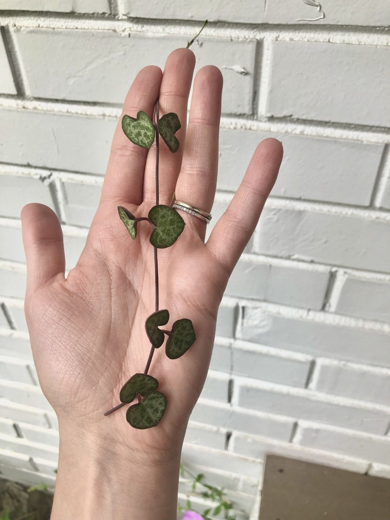 String Succulent Cuttings - 5 Assorted Varieties