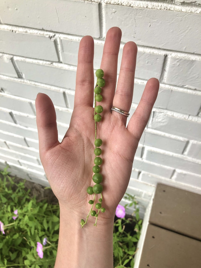 String Succulent Cuttings - 5 Assorted Varieties