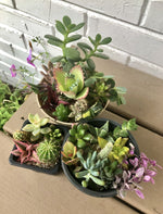 Succulent and Cacti Cuttings - Assorted Varieties - Colorful indoor décor live succulent plant clippings - FREE Shipping!