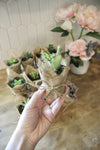 Succulent Party Favors! - Wedding, Birthday, Baby Shower, Bridal, Bachelorette Event Gifts - 2" Potted Succulent In Rustic Burlap!