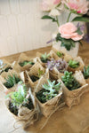 Succulent Party Favors! - Wedding, Birthday, Baby Shower, Bridal, Bachelorette Event Gifts - 2" Potted Succulent In Rustic Burlap!