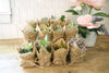 Succulent Party Favors! - Wedding, Birthday, Baby Shower, Bridal, Bachelorette Event Gifts - 2" Potted Succulent In Rustic Burlap!