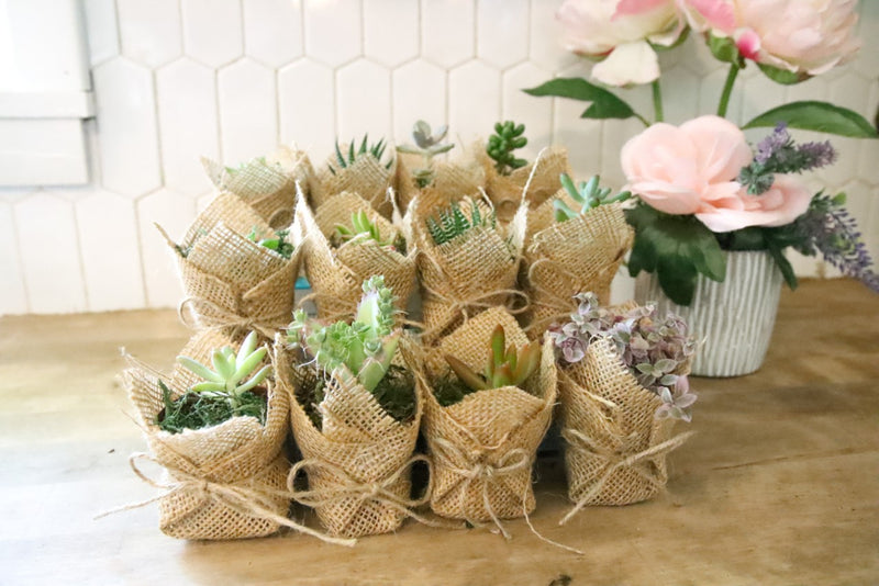 Succulent Party Favors! - Wedding, Birthday, Baby Shower, Bridal, Bachelorette Event Gifts - 2" Potted Succulent In Rustic Burlap!