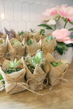 Succulent Party Favors! - Wedding, Birthday, Baby Shower, Bridal, Bachelorette Event Gifts - 2" Potted Succulent In Rustic Burlap!