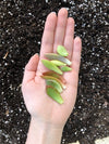 25 Succulent Leaves for Propagating -Assorted Varieties-Colorful Indoor Décor Live Succulent Plant Leaves from Hand Picked Nursery