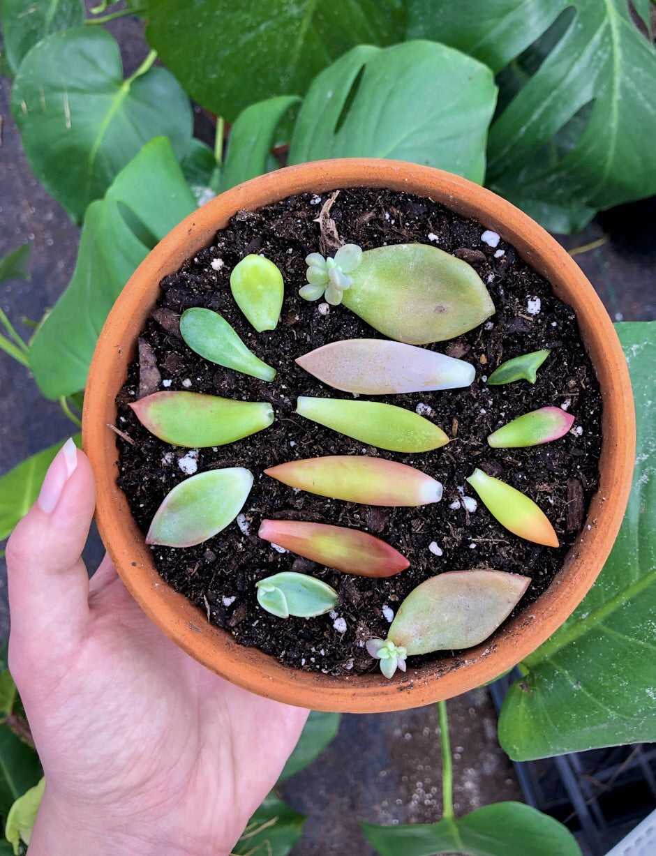plant succulents from leaves Succulent Propagation Leaves (25 Pack)