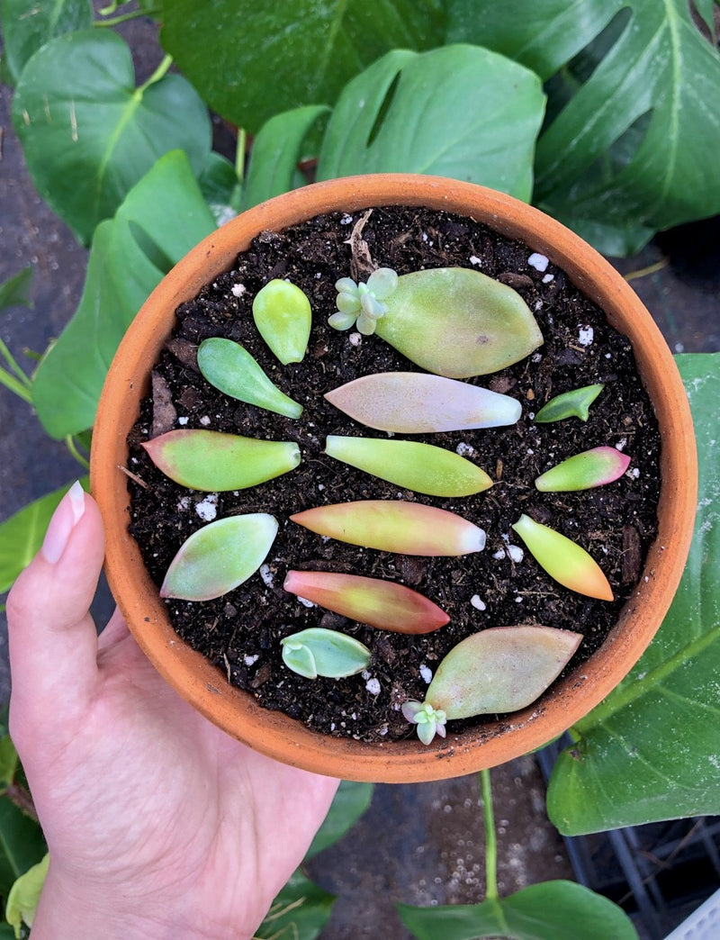 25 Succulent Leaves for Propagating -Assorted Varieties-Colorful Indoor Décor Live Succulent Plant Leaves from Hand Picked Nursery