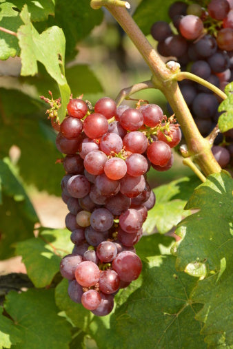 Redline Grape Suffolk Red Grape Vine - 1 Bare Root Live Plant – Hand Picked Nursery