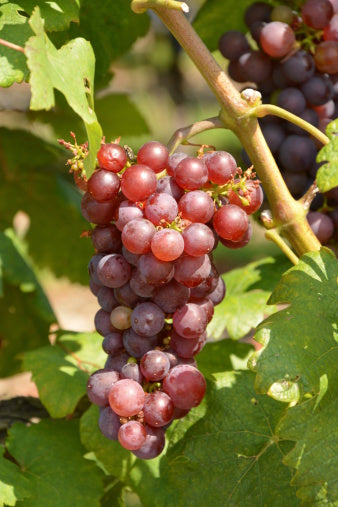 Suffolk Red Grape Vine - 1 Bare Root Live Plant ***PREORDER ship in April