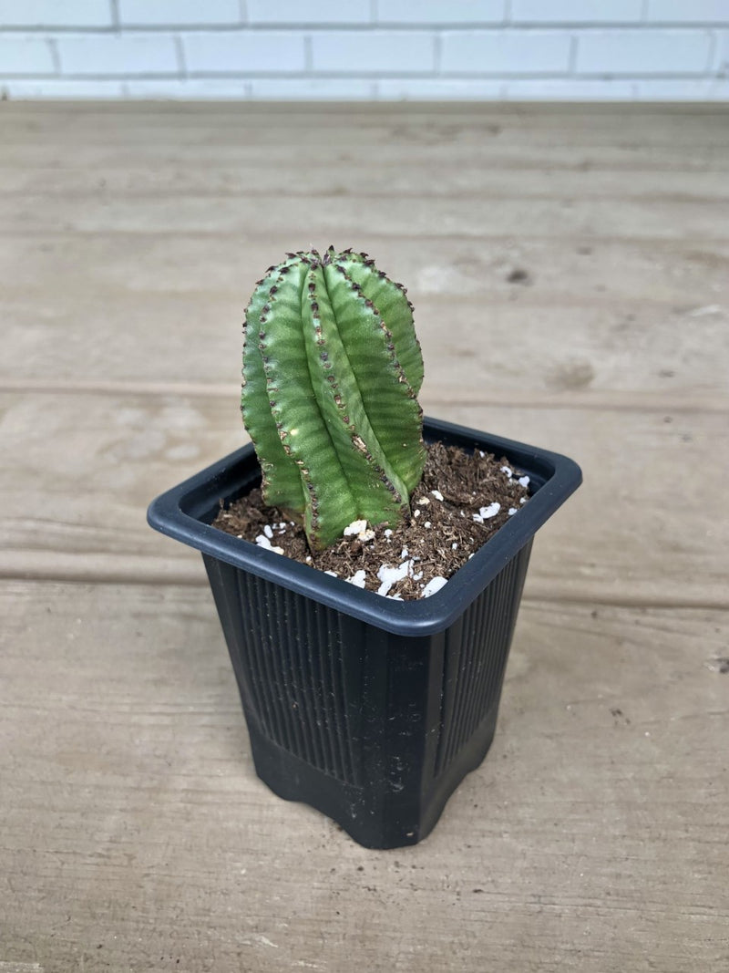 Euphorbia anoplia "Tanzanian Zipper Plant" Cactus - 2.5"