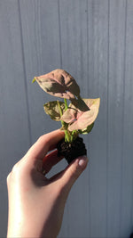 Syngonium 'Pink Neon' - Starter Plant