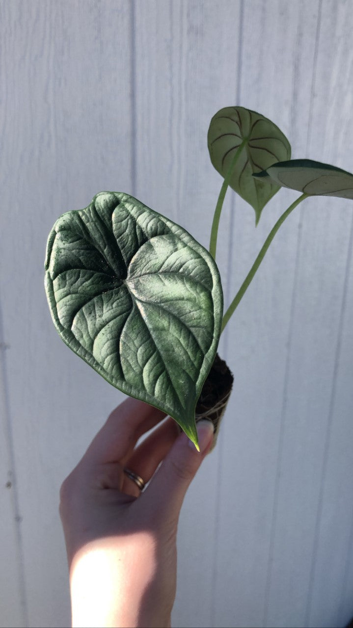 Alocasia 'Dragon Scale' - Starter Plant