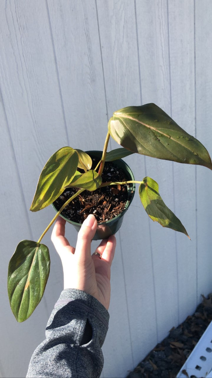 Philodendron 'Summer Glory' - Starter Plant
