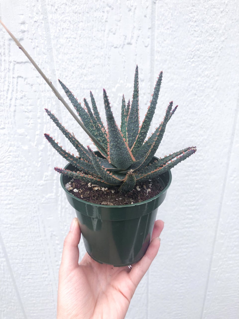Aloe ‘Purple Haze’ Succulent - 3.5"