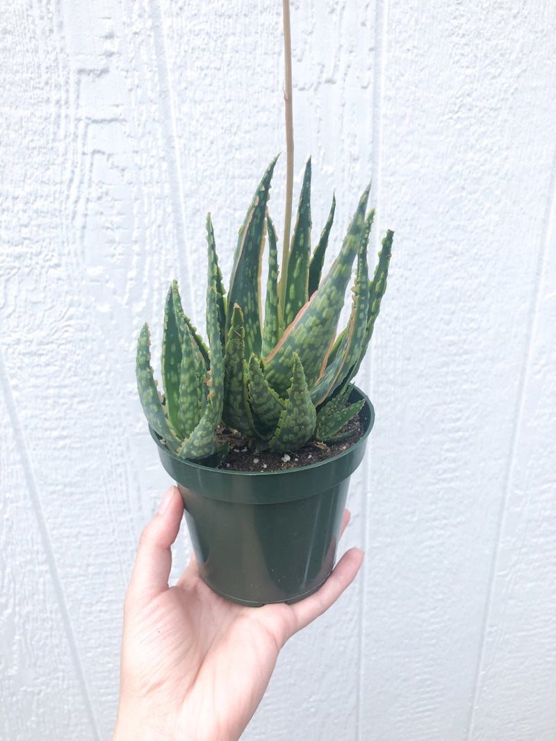 Aloe "Krakatoa" Succulent - 3.5"