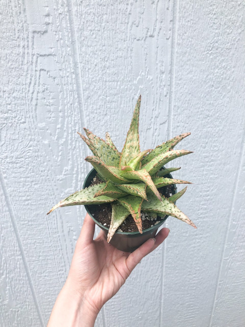 Aloe ‘Pink Thing’ Succulent - 3.5”