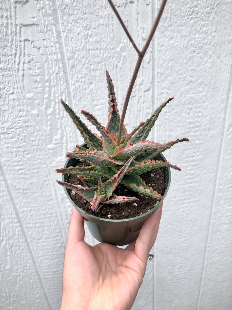 Aloe 'Oik' Succulent - 3.5"