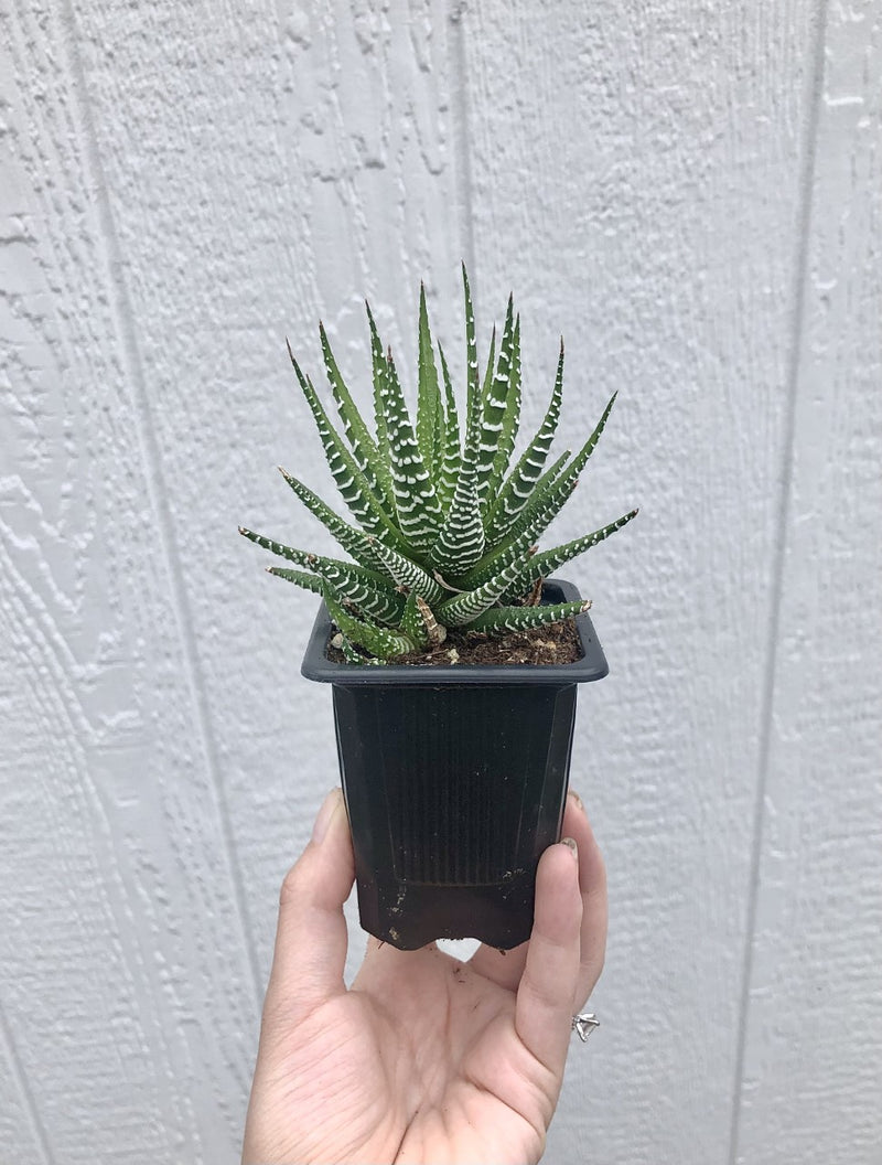 Zebra Plant (Haworthia Fasciata)