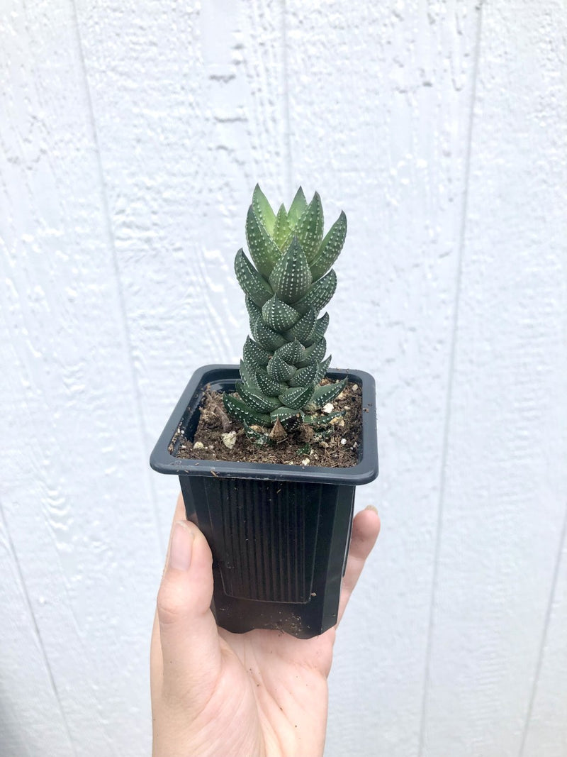 Hawthoria Coarctata (Haworthiopsis Coarctata)