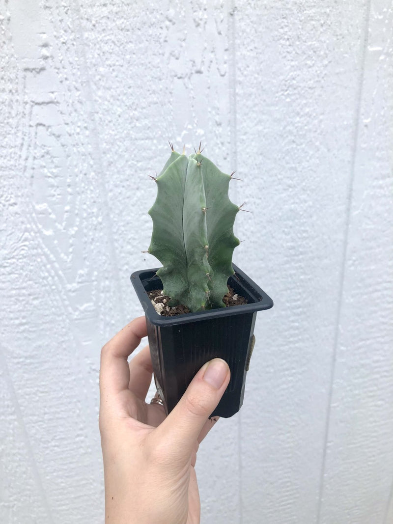 Stenocereus pruinosus “Gray Ghost Organ Pipe” Cactus - 2.5"