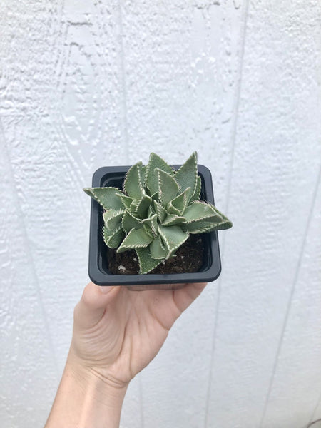 tiger jaw succulent squishy Faucaria tigrina "Tiger Jaws" Succulent