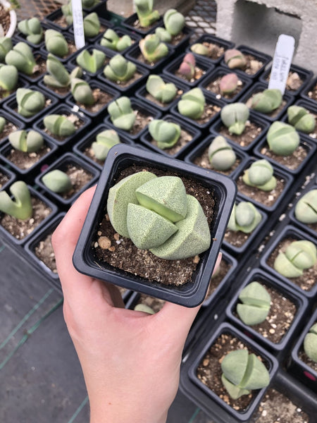 large split rock succulent Pleiospilos nelii “Split Rock” Succulent