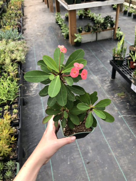 crown of thorns plant pot size Crown of Thorns (Euphorbia milii) – 2" Pot – Hardy Blooming Succulent –  Hand Picked Nursery