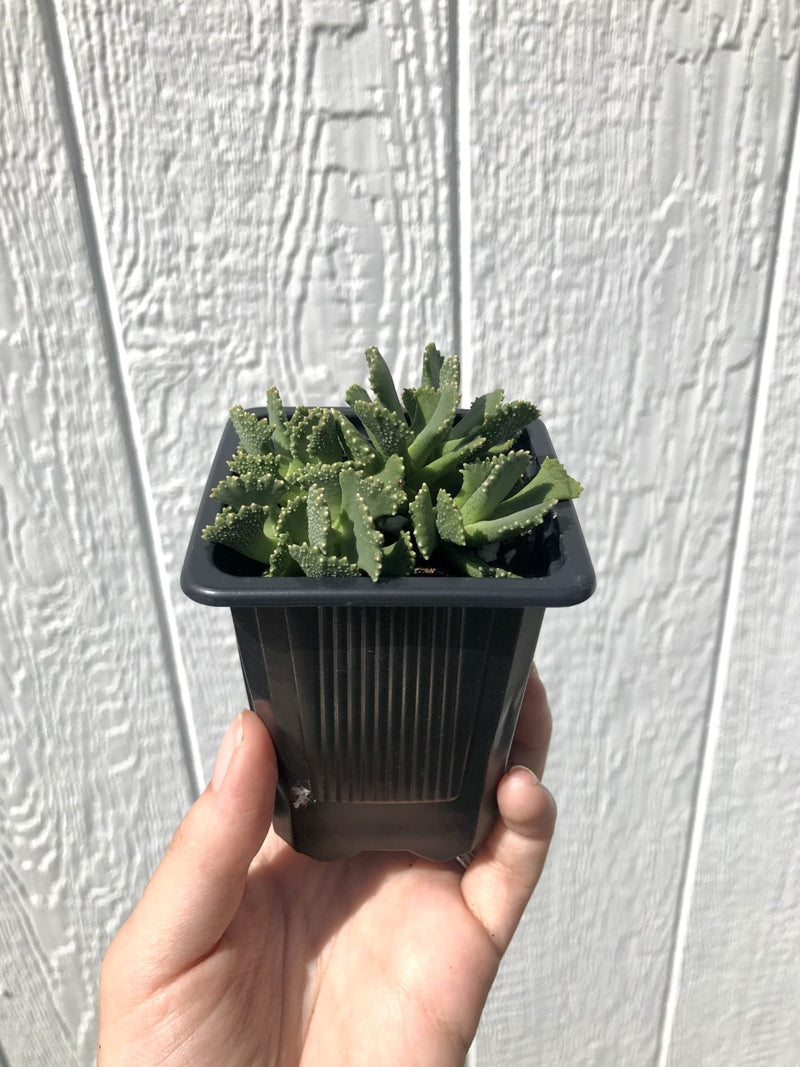 Giant Jewel Succulent - Aloinopsis malherbi Succulent - 2.5"