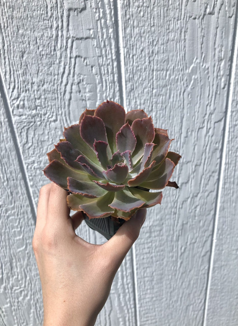 Echeveria ‘Neon Breakers’ Succulent - 2.5”