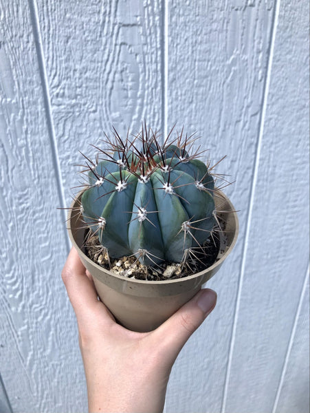 アガベ Blue cactus Melocactus Azureus,blue Cactus,live Cactus Plant,house Plant